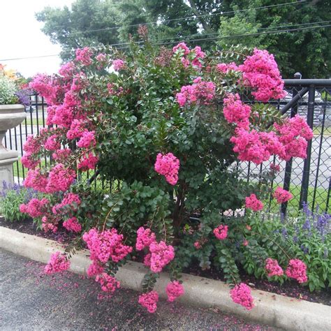 Using Plum Magic Crape Myrtles to Add Privacy to Your Yard
